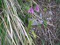 anacamptis pyramidalis